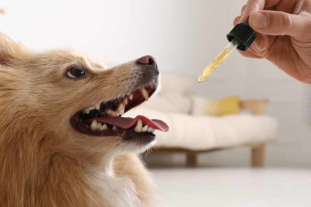 CBD Safety and benefits for pets