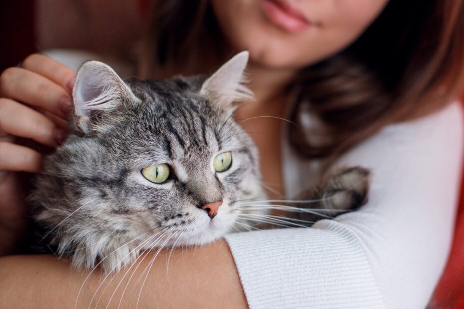 Best CBD oil for cats with anxiety