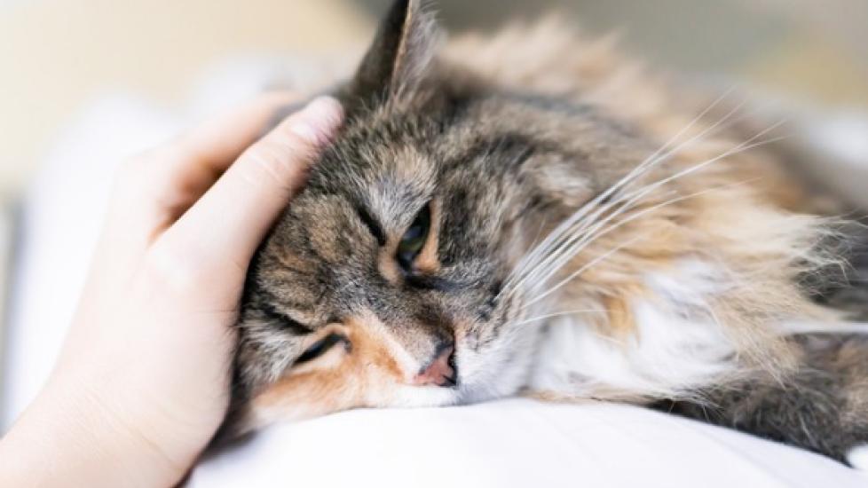 CBD oil for cat with anxiety