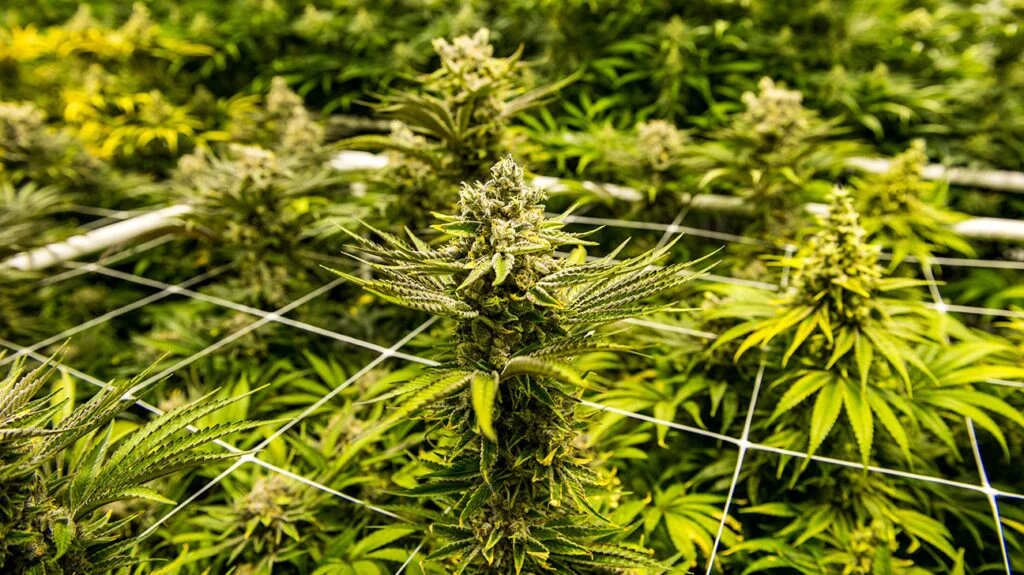 How Temperature Impacts CBD Stability